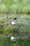 Brilduiker-Common-goldeneye-Schellente-Bucephala clangula-Finland-Finnland
