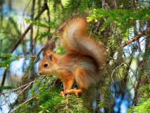 Eekhoorn - Red squirrel - Eichhörnchen - Sciurus vulgaris-Finland-Finnland