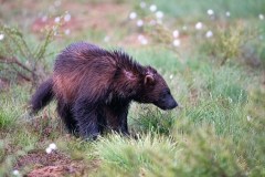 Veelvraat-Wolverine-Vielfras-Gulo gulo-Finland-Finnland-wildfinland.org