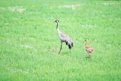 Kraanvogel met jongen-Crane Kranich-Grus-grus-Finland-Finnland