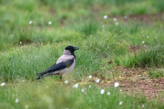 Bonte kraai-Hooded crow-Nebelkrahe-Corvus-cornix-Finland-Finnland