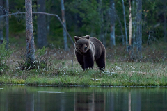 Bruine beer-Brown bear-Braunbar-Ursus-arctos-Finland-Finnland