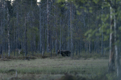Bruine beer-Brown bear-Braunbar-Ursus-arctos-Finland-Finnland