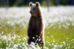 Bruine beer-Brown bear-Braunbar-Ursus-arctos-Finland-Finnland-martinselkonen.fi
