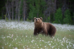 Bruine beer-Brown bear-Braunbar-Ursus-arctos-Finland-Finnland-martinselkonen.fi