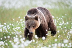 Bruine beer-Brown bear-Braunbar-Ursus-arctos-Finland-Finnland-martinselkonen.fi