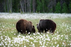 Bruine beer-Brown bear-Braunbar-Ursus-arctos-Finland-Finnland-martinselkonen.fi