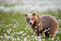 Bruine beer-Brown bear-Braunbar-Ursus-arctos-Finland-Finnland-martinselkonen.fi