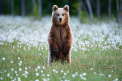 Bruine beer-Brown bear-Braunbar-Ursus-arctos-Finland-Finnland-martinselkonen.fi