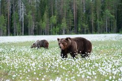 Bruine beer-Brown bear-Braunbar-Ursus-arctos-Finland-Finnland-martinselkonen.fi