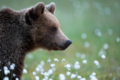 Bruine beer-Brown bear-Braunbar-Ursus-arctos-Finland-Finnland-martinselkonen.fi