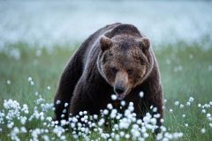 Bruine beer-Brown bear-Braunbar-Ursus-arctos-Finland-Finnland-martinselkonen.fi