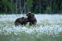 Bruine beer-Brown bear-Braunbar-Ursus-arctos-Finland-Finnland-martinselkonen.fi