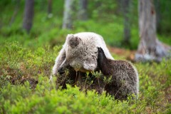Bruine beer-Brown bear-Braunbar-Ursus-arctos-Finland-Finnland-martinselkonen.fi
