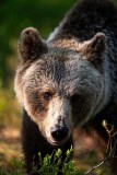 Bruine beer-Brown bear-Braunbar-Ursus-arctos-Finland-Finnland-martinselkonen.fi