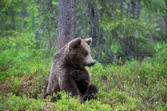 Bruine beer-Brown bear-Braunbar-Ursus-arctos-Finland-Finnland-martinselkonen.fi