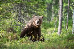 Bruine beer-Brown bear-Braunbar-Ursus-arctos-Finland-Finnland-martinselkonen.fi