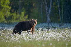 Bruine beer-Brown bear-Braunbar-Ursus-arctos-Finland-Finnland-martinselkonen.fi