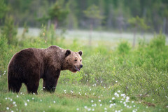 Bruine beer-Brown bear-Braunbar-Ursus-arctos-Finland-Finnland-wildfinland.org