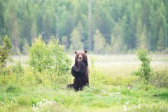 Bruine beer-Brown bear-Braunbar-Ursus-arctos-Finland-Finnland-wildfinland.org