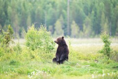 Bruine beer-Brown bear-Braunbar-Ursus-arctos-Finland-Finnland-wildfinland.org