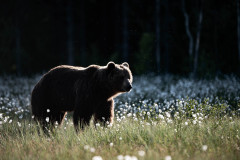 Bruine beer-Brown bear-Braunbar-Ursus-arctos-Finland-Finnland-martinselkonen.fi