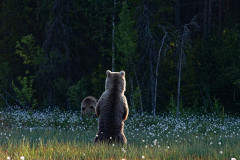 Bruine beer-Brown bear-Braunbar-Ursus-arctos-Finland-Finnland-martinselkonen.fi