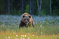 Bruine beer-Brown bear-Braunbar-Ursus-arctos-Finland-Finnland-martinselkonen.fi