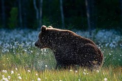 Bruine beer-Brown bear-Braunbar-Ursus-arctos-Finland-Finnland-martinselkonen.fi