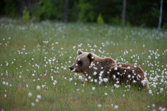 Bruine beer-Brown bear-Braunbar-Ursus-arctos-Finland-Finnland-martinselkonen.fi