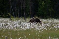 Bruine beer-Brown bear-Braunbar-Ursus-arctos-Finland-Finnland-martinselkonen.fi
