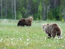 Bruine beer-Brown bear-Braunbar-Ursus-arctos-Finland-Finnland-martinselkonen.fi