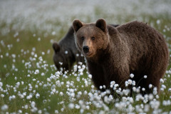 Bruine beer-Brown bear-Braunbar-Ursus-arctos-Finland-Finnland-martinselkonen.fi