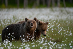 Bruine beer-Brown bear-Braunbar-Ursus-arctos-Finland-Finnland-martinselkonen.fi