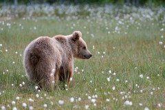 Bruine beer-Brown bear-Braunbar-Ursus-arctos-Finland-Finnland-martinselkonen.fi