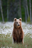 Bruine beer-Brown bear-Braunbar-Ursus-arctos-Finland-Finnland-martinselkonen.fi