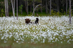 Bruine beer-Brown bear-Braunbar-Ursus-arctos-Finland-Finnland-martinselkonen.fi