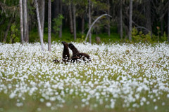 Bruine beer-Brown bear-Braunbar-Ursus-arctos-Finland-Finnland-martinselkonen.fi