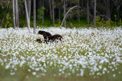 Bruine beer-Brown bear-Braunbar-Ursus-arctos-Finland-Finnland-martinselkonen.fi