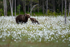 Bruine beer-Brown bear-Braunbar-Ursus-arctos-Finland-Finnland-martinselkonen.fi