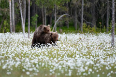 Bruine beer-Brown bear-Braunbar-Ursus-arctos-Finland-Finnland-martinselkonen.fi