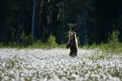 Bruine beer-Brown bear-Braunbar-Ursus-arctos-Finland-Finnland-martinselkonen.fi