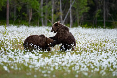 Bruine beer-Brown bear-Braunbar-Ursus-arctos-Finland-Finnland-martinselkonen.fi