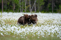 Bruine beer-Brown bear-Braunbar-Ursus-arctos-Finland-Finnland-martinselkonen.fi