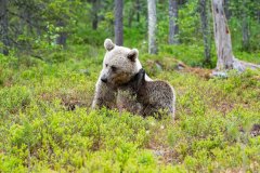 Bruine beer-Brown bear-Braunbar-Ursus-arctos-Finland-Finnland-martinselkonen.fi