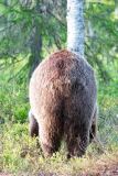 Bruine beer-Brown bear-Braunbar-Ursus-arctos-Finland-Finnland-martinselkonen.fi