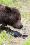 Bruine beer-Brown bear-Braunbar-Ursus-arctos-Finland-Finnland-martinselkonen.fi