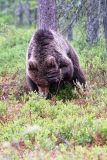Bruine beer-Brown bear-Braunbar-Ursus-arctos-Finland-Finnland-martinselkonen.fi