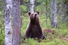 Bruine beer-Brown bear-Braunbar-Ursus-arctos-Finland-Finnland-martinselkonen.fi