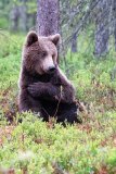 Bruine beer-Brown bear-Braunbar-Ursus-arctos-Finland-Finnland-martinselkonen.fi